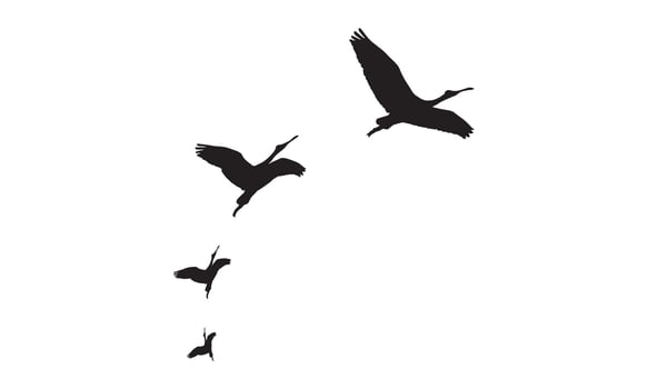Flying Birds Design. vector