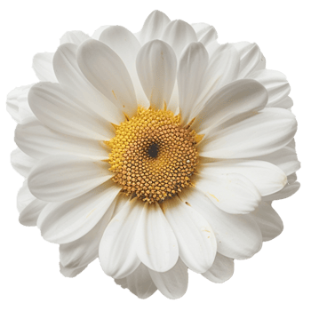 Flower isolated on transparent background png