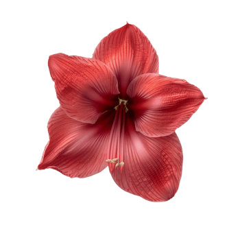 Flower isolated on transparent background png