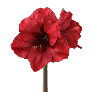 Flower isolated on transparent background png