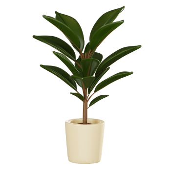 Modern Botanical Decor of Rubber Plant in Stylish Pot. 3D Render png