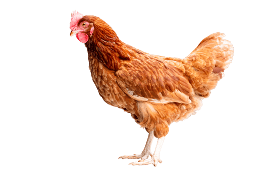 Chicken, Full body of brown chicken hen standing isolated transparent background, Laying hens farmers concept, File png