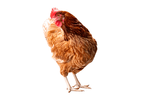 Chicken, Full body of brown chicken hen standing isolated transparent background, Laying hens farmers concept, File png