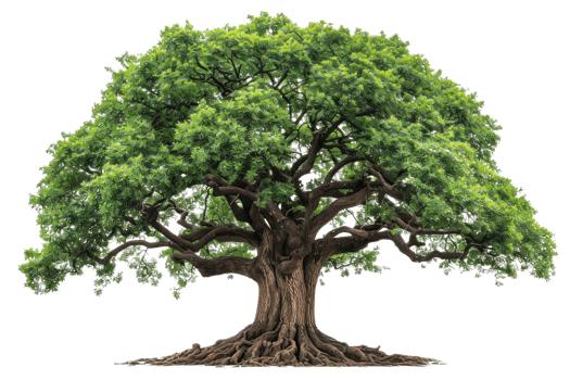 A large, green tree with sprawling branches stands tall. Its leaves are lush and vibrant, signifying life and growth. png