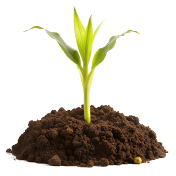 A vibrant green corn seedling sprouts from rich, moist soil, with a single seed visible nearby png