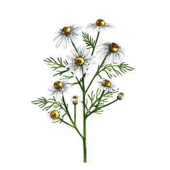 Chamomile. Medicinal plant. Pharmacy herb. Calming tea. Watercolor hand drawn illustration. Healthy tea and medicinal herbs. For packaging, label, pharmacy, banner layout. png