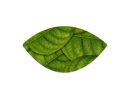 Eye Shape of green leaves ecology concept png