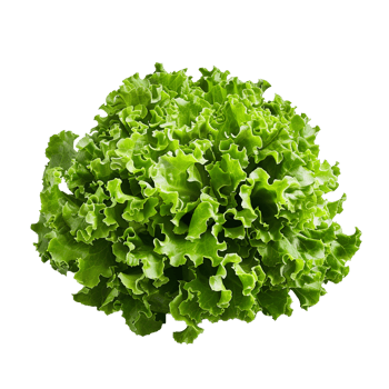 Vegetable isolated on transparent background png