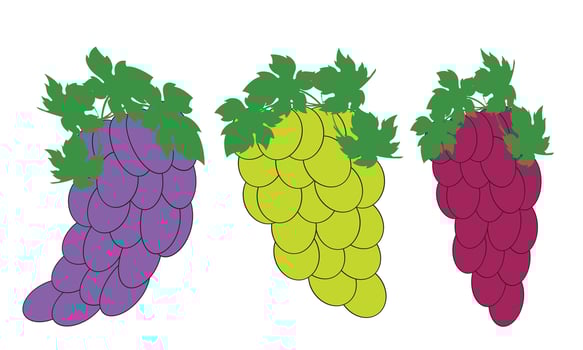 Grape Fruit Bundle. vector