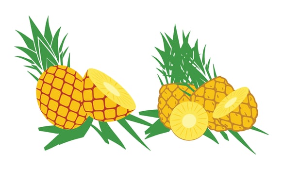 Pineapple Fruit Collection. vector