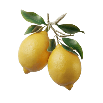 A stunning illustration of a green lemon tree with two ripe lemons hanging from its slender branch. png