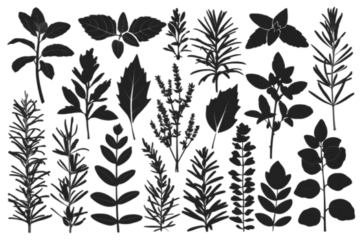 Silhouettes of Medicinal Herb Species - Transparent Background png