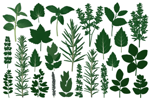 Silhouettes of Medicinal Herb Species in Green - Transparent Background png
