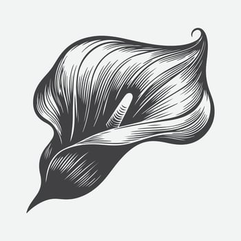 Print Ethereal Elegance, Majestic Silhouette of the Calla Lily Flower vector