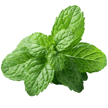 Mint leaves, transparent background png