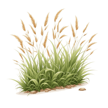 grass clipart with transparent background png