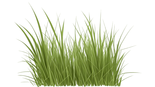 grass clipart with transparent background png