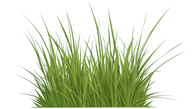 grass clipart with transparent background png
