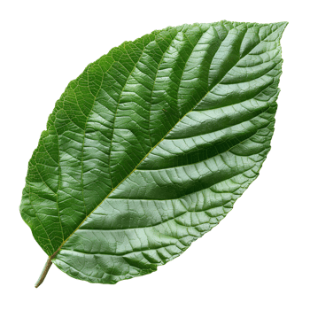Guava leaf. Guava leaf from guava tree isolated. Green luscious guava leaf top view. Leaf foliage flat lay isolated png