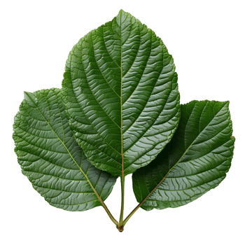 Guava leaf. Guava leaf from guava tree isolated. Green luscious guava leaf top view. Leaf foliage flat lay isolated png