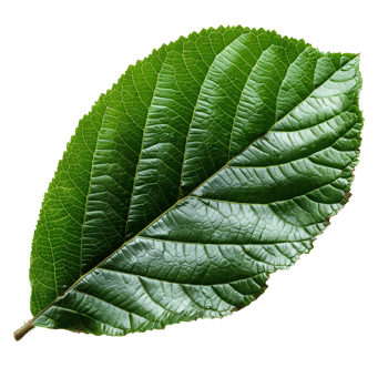 Guava leaf. Guava leaf from guava tree isolated. Green luscious guava leaf top view. Leaf foliage flat lay isolated png