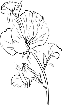 simple flower coloring pages, Coloring pages for adults, hand drawing Sweet pea sketch art, blossom Sweet pea flower line art illustration, floral garden for beautiful Sweet pea. vector