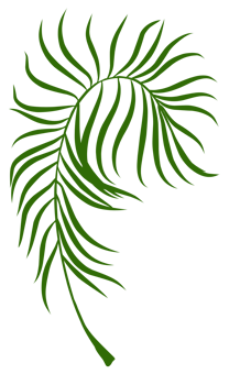 Summer palm leaves illustration png