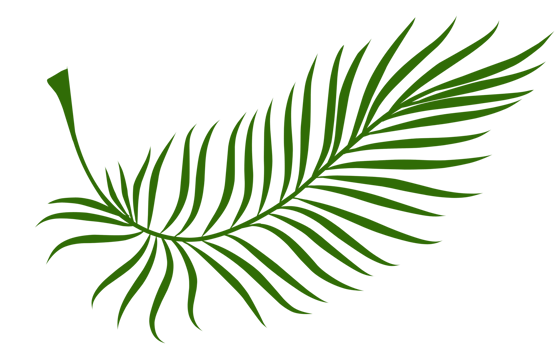 Summer palm leaves illustration png