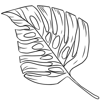 Summer monstera leaves illustration png