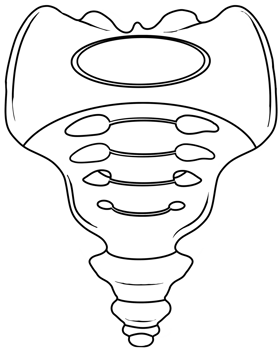 The sacrum is an irregularly shaped bone png