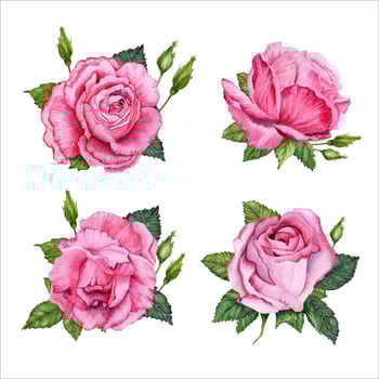 Pink roses compositions. Floral arrangements set. Rose flower with leaves. Hand drawn watercolor illustration isolated on white background. Valentine's cards, birthday or wedding invitations, prints vector