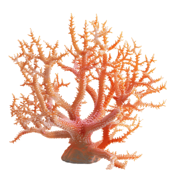 Colorful Corals on Transparent Background png