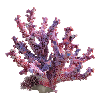 Colorful Corals on Transparent Background png