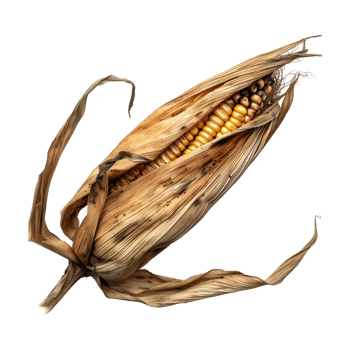 Dry Corn on Transparent Background png