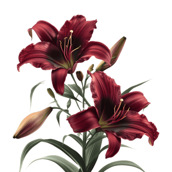 Daylilies Flower on Transparent Background png