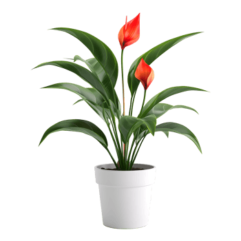 Plant pot flower isolated on transparent background png