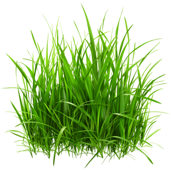 Green grass isolated on transparent background png