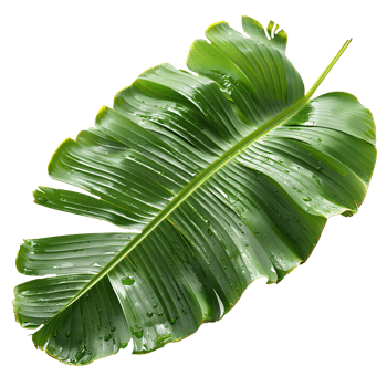 Banana leaf. Green rectangular shaped leaf isolated. Green exotic banana leaf top view. Tropical leaf from banana tree png