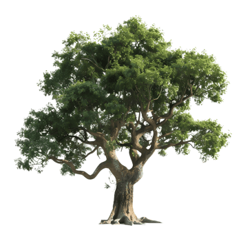 Mangifera indica Tree on Transparent Background png