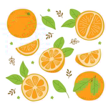Fresh orange whole, full, half, piece, leaf. Fruit set. Freehand illustration isolated on white vector