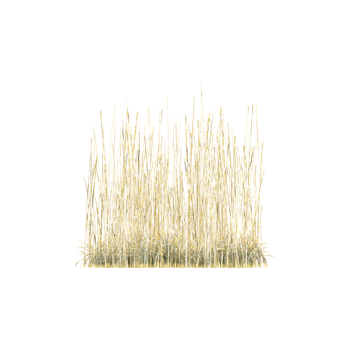 Green Grass Border isolated on isolated canvas png
