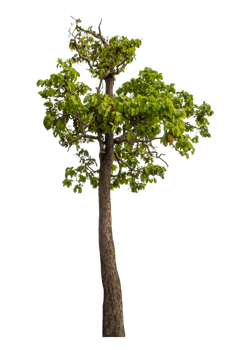 Green tree isolated on transparent background png