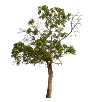 Green tree isolated on transparent background png