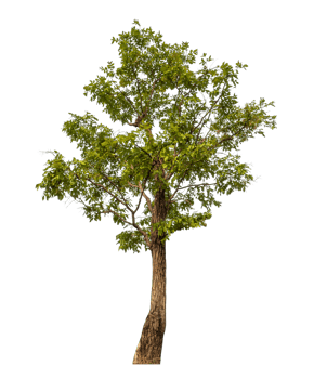 Green tree isolated on transparent background png