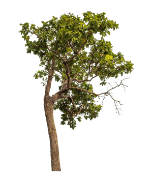 Green tree isolated on transparent background png
