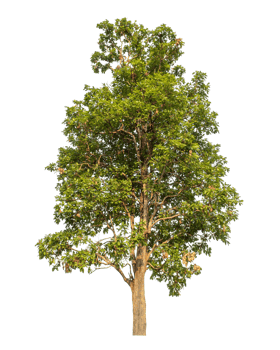 Green tree isolated on transparent background png