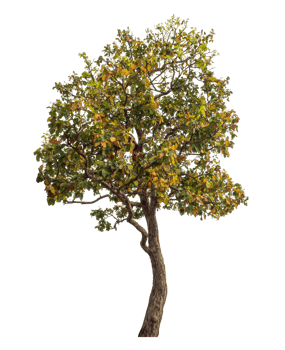 Single tree isolated on transparent background png