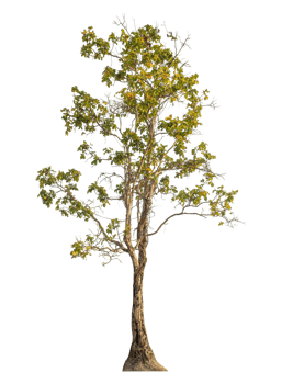 Single tree isolated on transparent background png