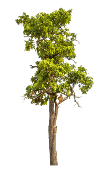 Green tree isolated on transparent background png