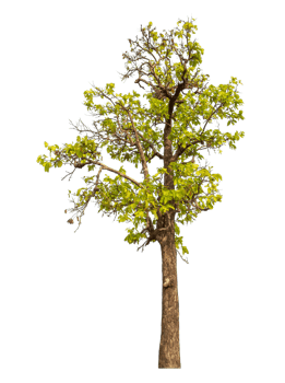 Single tree isolated on transparent background png
